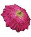 Pink Gerbera Daisy Designer Umbrella